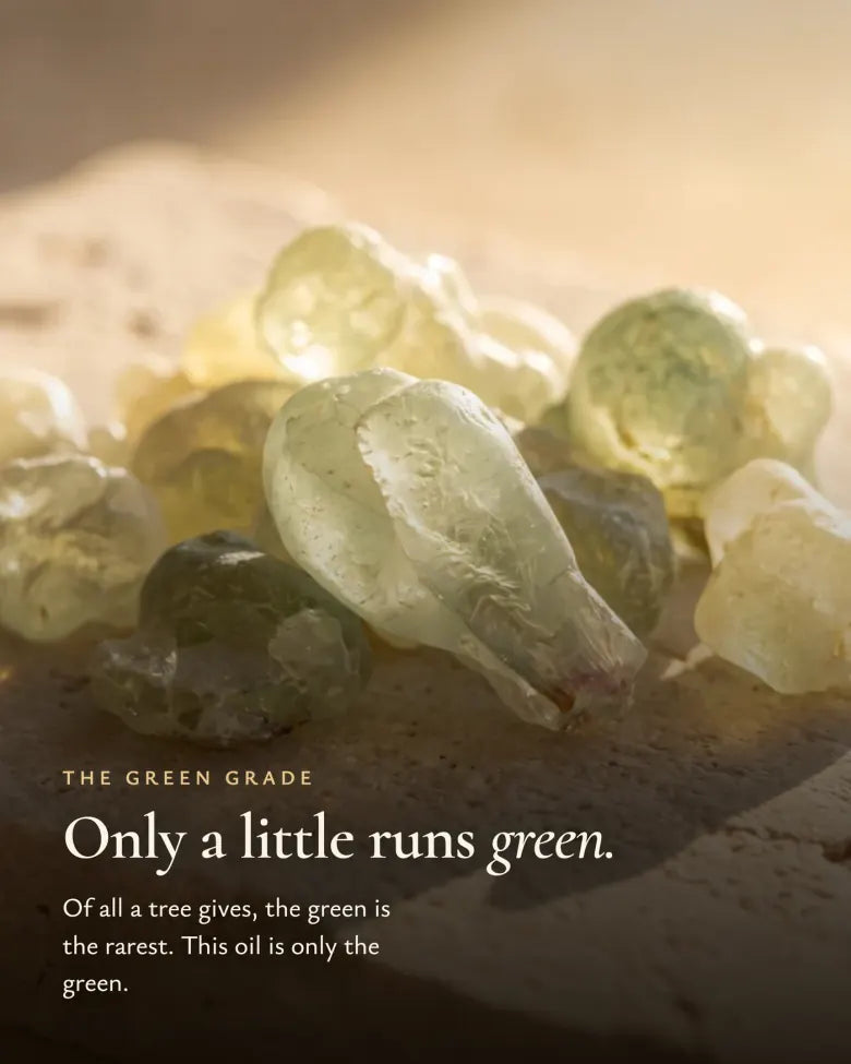 De zeldzame jade-groene wierookklasse