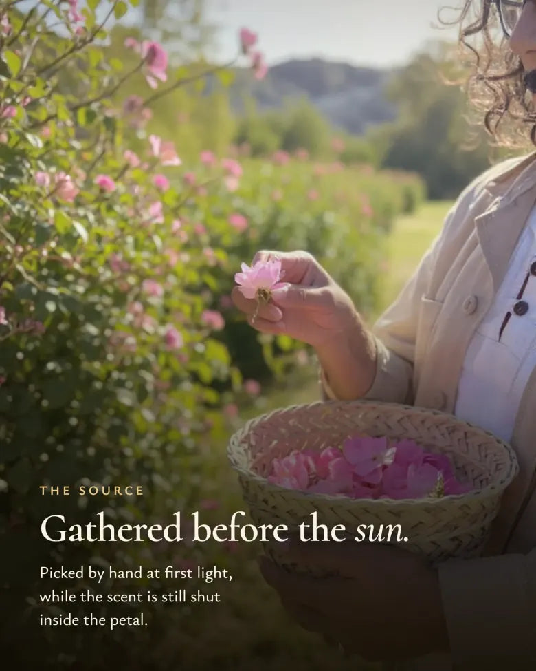 Roses gathered by hand before the sun